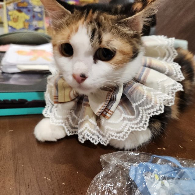 Clover - Calico + Domestic Medium Hair Cat