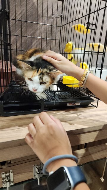 Clover - Calico + Domestic Medium Hair Cat