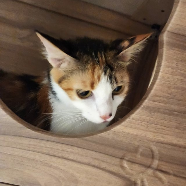 Clover - Calico + Domestic Medium Hair Cat