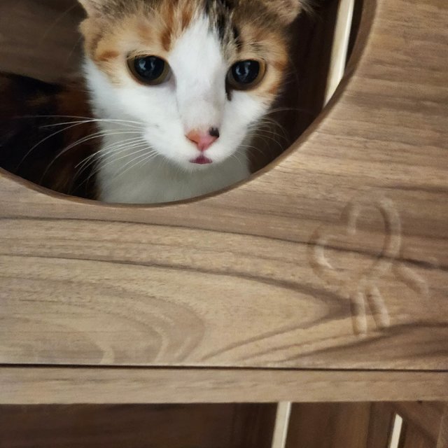 Clover - Calico + Domestic Medium Hair Cat