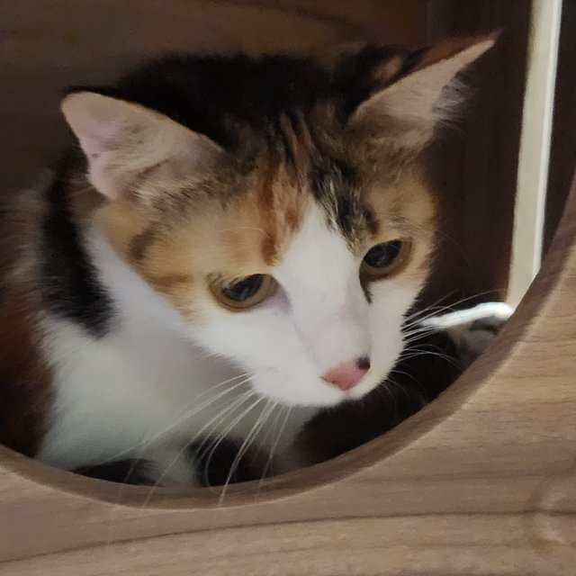 Clover - Calico + Domestic Medium Hair Cat