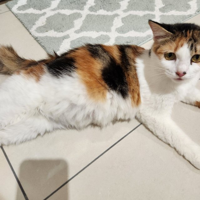 Clover - Calico + Domestic Medium Hair Cat