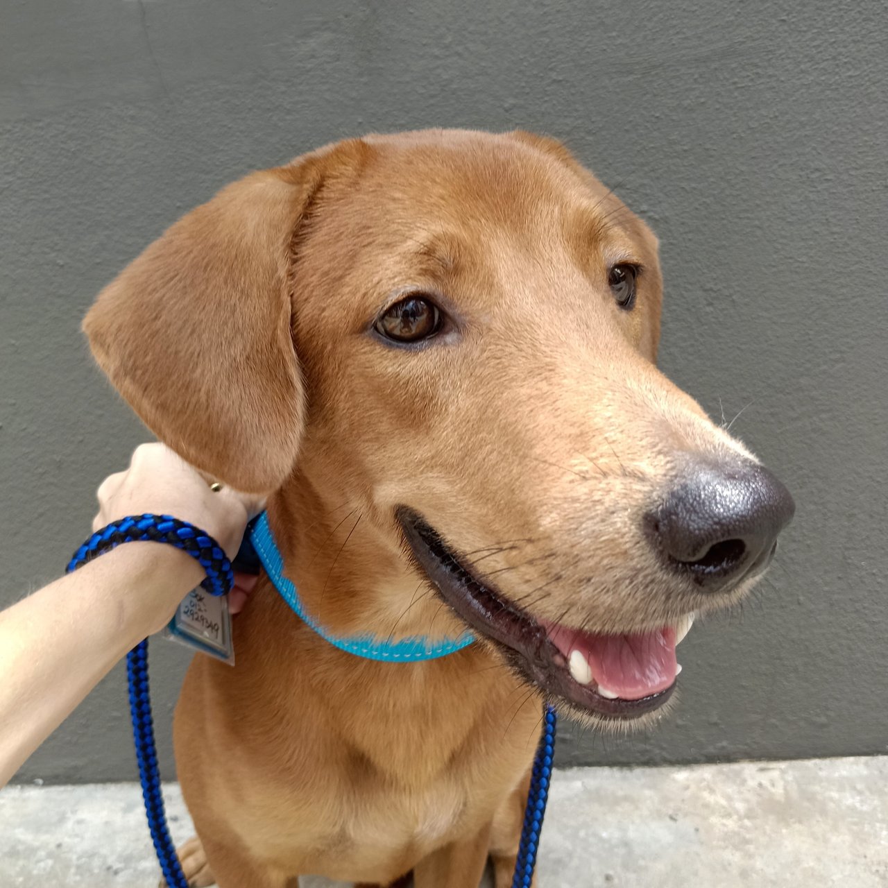 Rupert - Redbone Coonhound Mix Dog