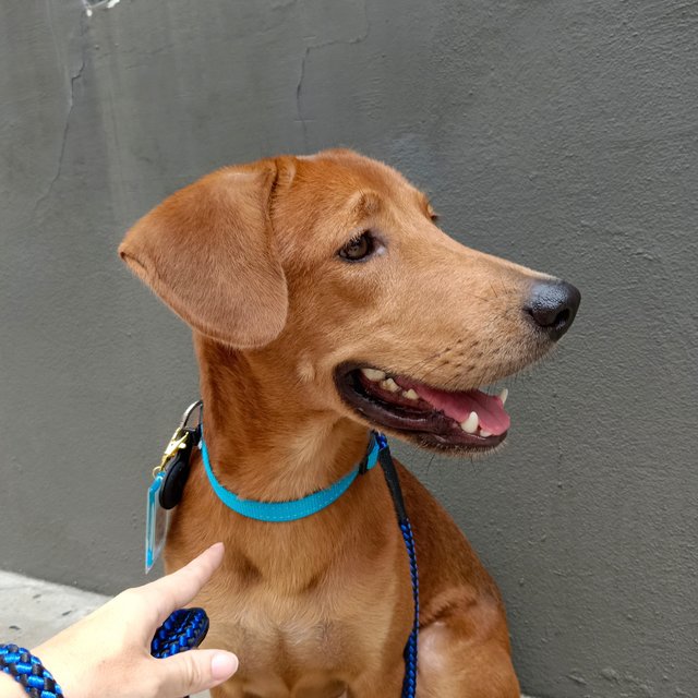 Rupert - Redbone Coonhound Mix Dog