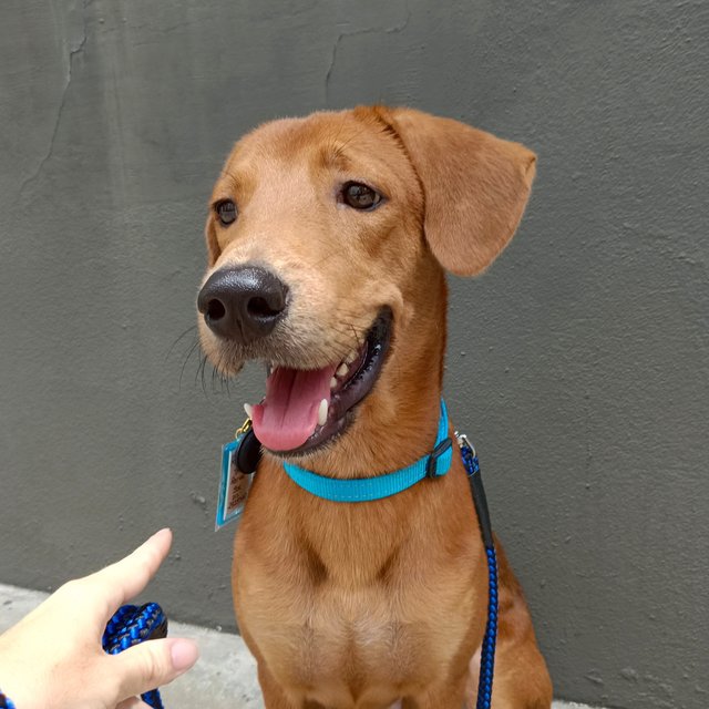 Rupert - Redbone Coonhound Mix Dog