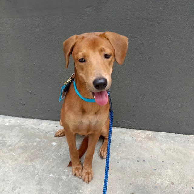 Rupert - Redbone Coonhound Mix Dog