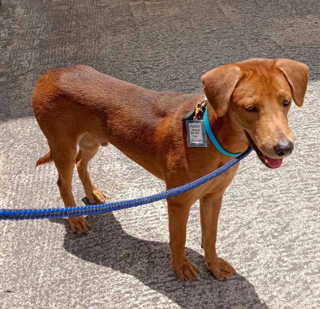 Rupert - Redbone Coonhound Mix Dog