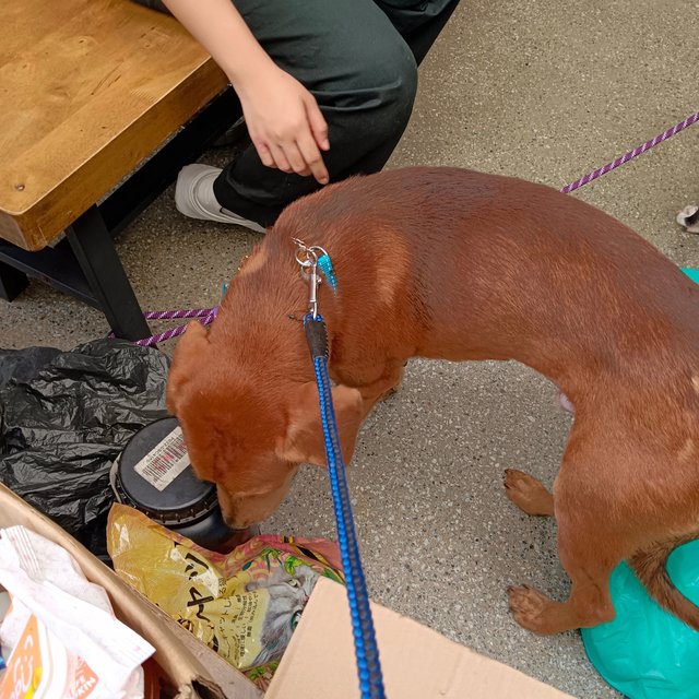 Rupert - Redbone Coonhound Mix Dog