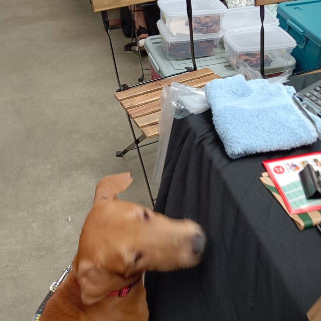 Rupert - Redbone Coonhound Mix Dog