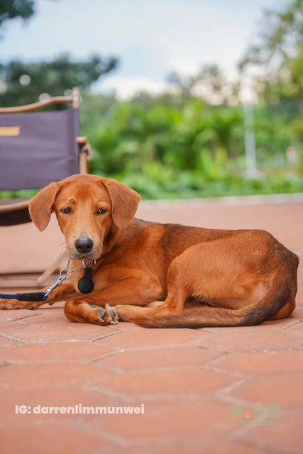 Rupert - Redbone Coonhound Mix Dog