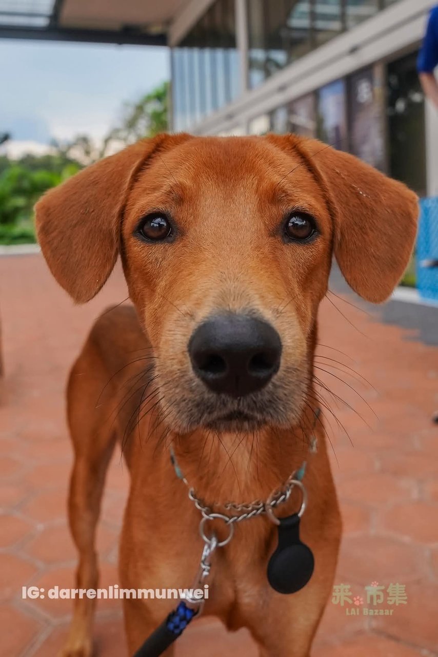 Rupert - Redbone Coonhound Mix Dog