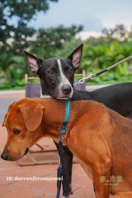 Rupert - Redbone Coonhound Mix Dog
