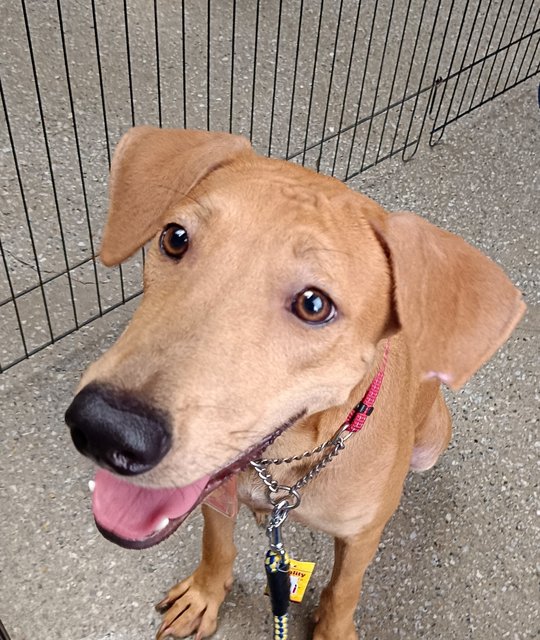 Sheila - Redbone Coonhound Mix Dog