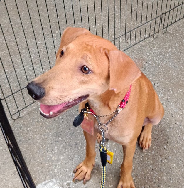 Sheila - Redbone Coonhound Mix Dog