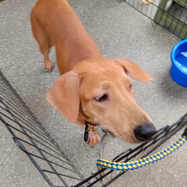 Sheila - Redbone Coonhound Mix Dog