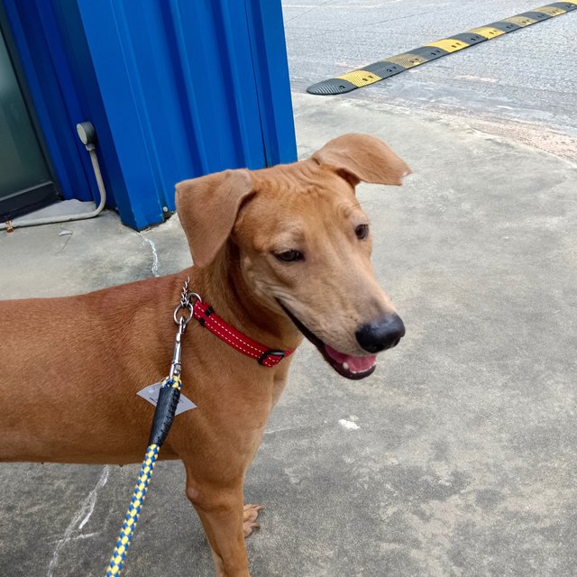 Sheila - Redbone Coonhound Mix Dog