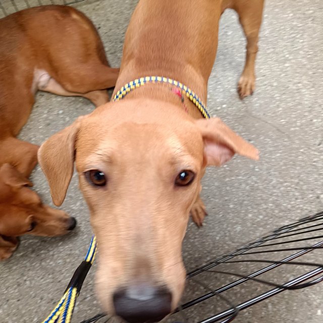 Sheila - Redbone Coonhound Mix Dog