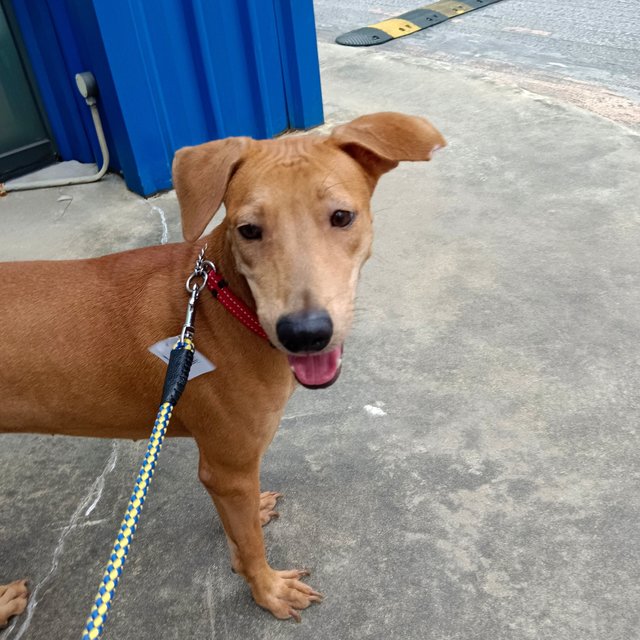 Sheila - Redbone Coonhound Mix Dog