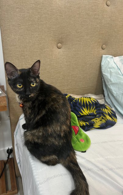 Elphaba 💚🐱 - Domestic Short Hair + Tortoiseshell Cat