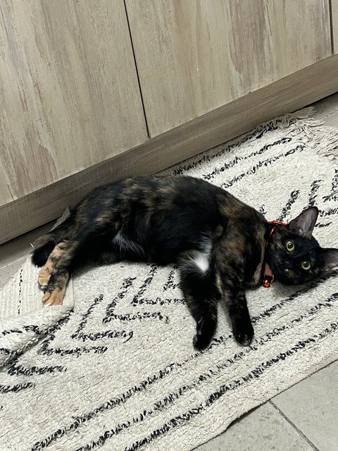 Elphaba 💚🐱 - Domestic Short Hair + Tortoiseshell Cat