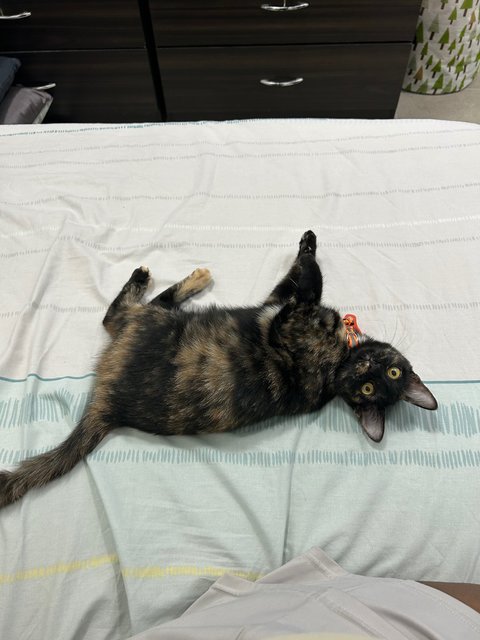 Elphaba 💚🐱 - Domestic Short Hair + Tortoiseshell Cat
