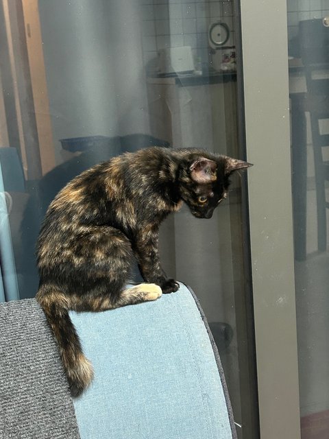 Elphaba 💚🐱 - Domestic Short Hair + Tortoiseshell Cat