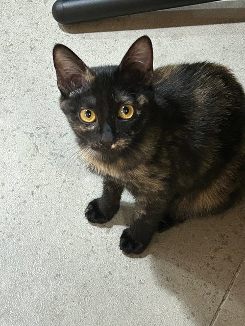 Elphaba 💚🐱 - Domestic Short Hair + Tortoiseshell Cat
