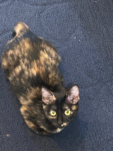 Elphaba 💚🐱 - Domestic Short Hair + Tortoiseshell Cat