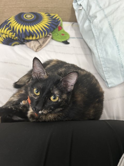 Elphaba 💚🐱 - Domestic Short Hair + Tortoiseshell Cat