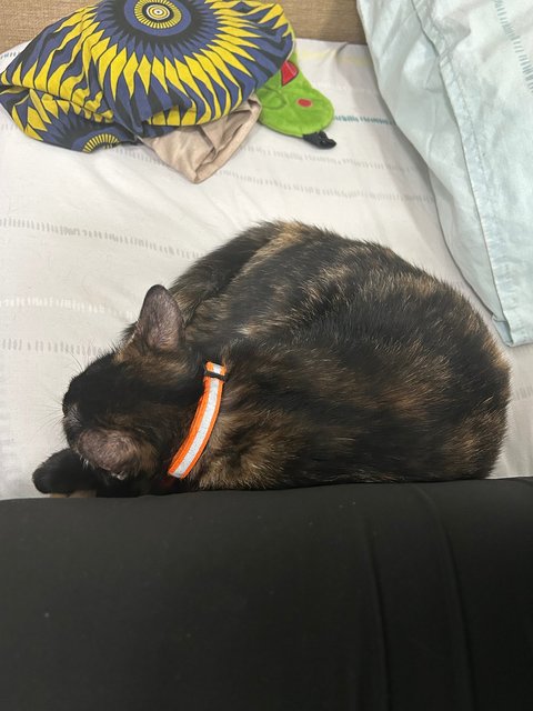 Elphaba 💚🐱 - Domestic Short Hair + Tortoiseshell Cat