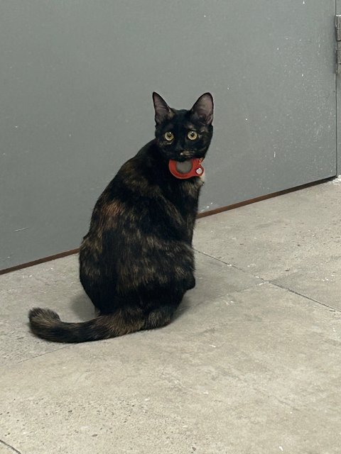 Elphaba 💚🐱 - Domestic Short Hair + Tortoiseshell Cat