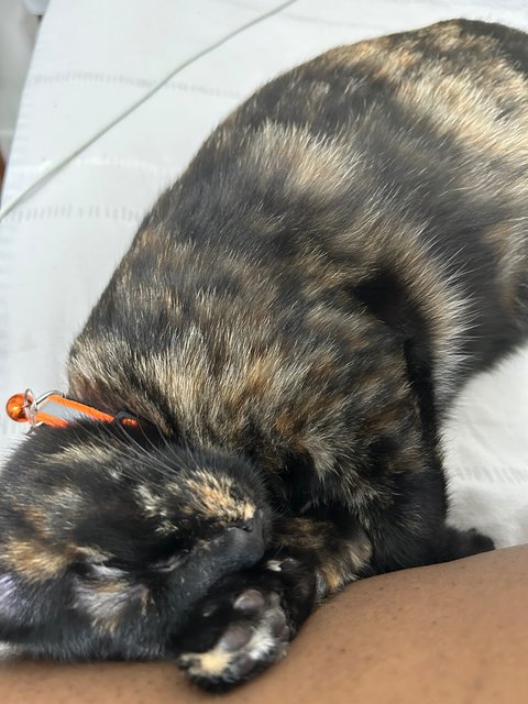 Elphaba 💚🐱 - Domestic Short Hair + Tortoiseshell Cat