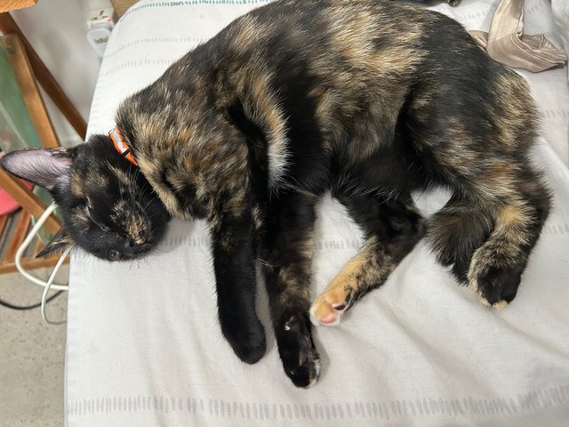 Elphaba 💚🐱 - Domestic Short Hair + Tortoiseshell Cat