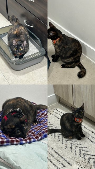 Elphaba 💚🐱 - Domestic Short Hair + Tortoiseshell Cat