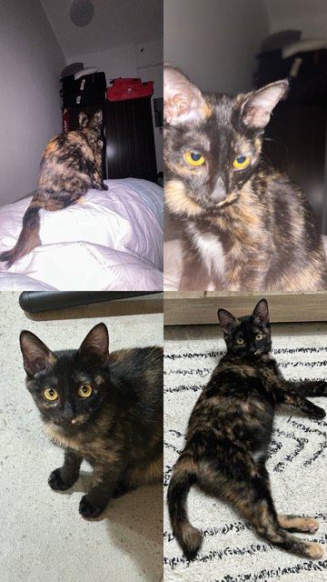 Elphaba 💚🐱 - Domestic Short Hair + Tortoiseshell Cat