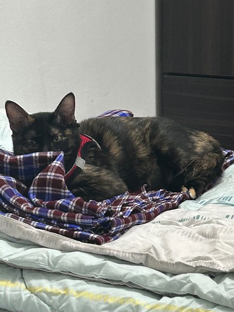Elphaba 💚🐱 - Domestic Short Hair + Tortoiseshell Cat
