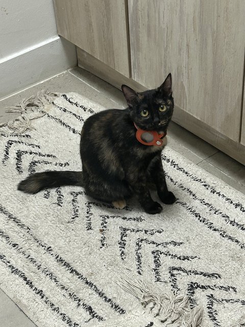 Elphaba 💚🐱 - Domestic Short Hair + Tortoiseshell Cat