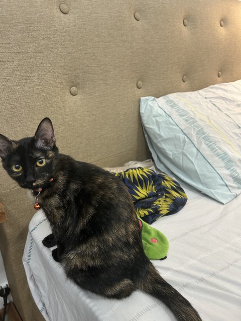 Elphaba 💚🐱 - Domestic Short Hair + Tortoiseshell Cat