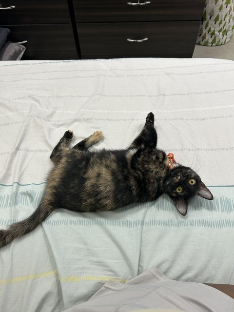 Elphaba 💚🐱 - Domestic Short Hair + Tortoiseshell Cat