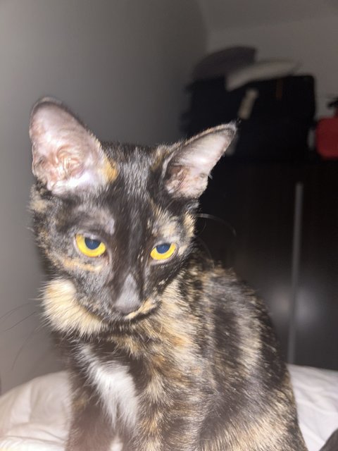 Elphaba 💚🐱 - Domestic Short Hair + Tortoiseshell Cat