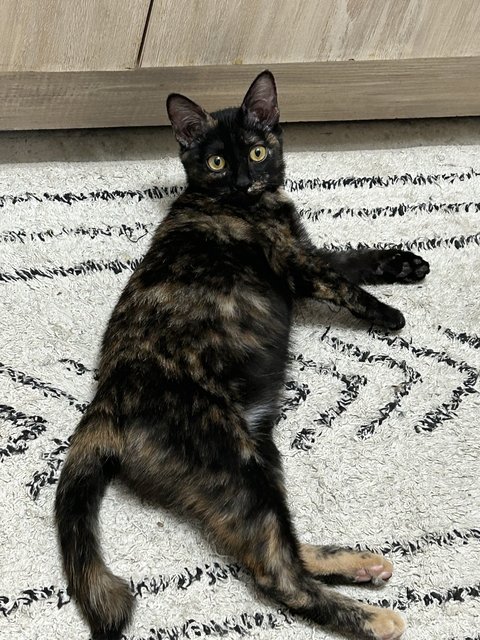 Elphaba 💚🐱 - Domestic Short Hair + Tortoiseshell Cat