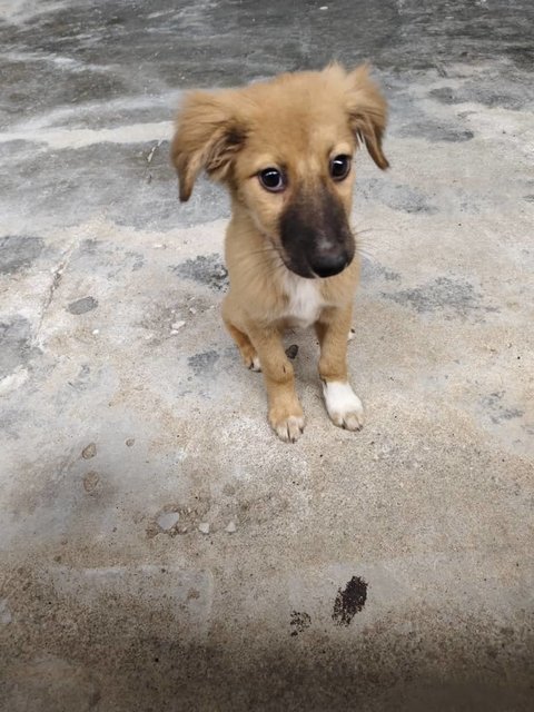 Shadow &amp; Leslie - Mixed Breed Dog