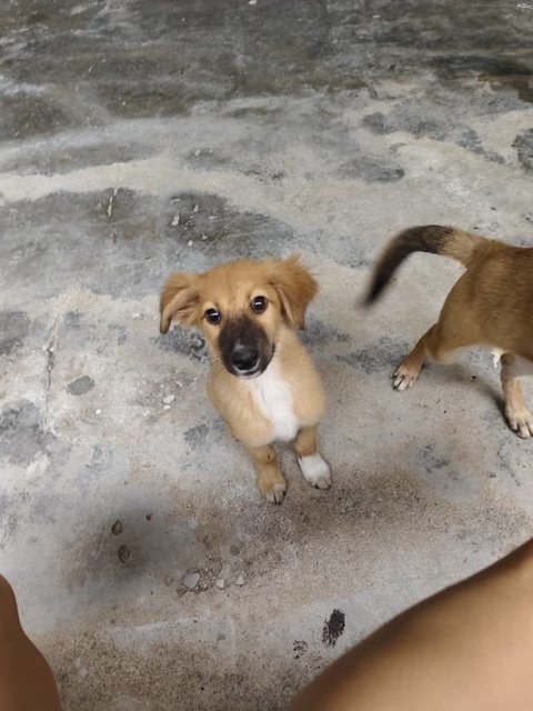 Shadow &amp; Leslie - Mixed Breed Dog