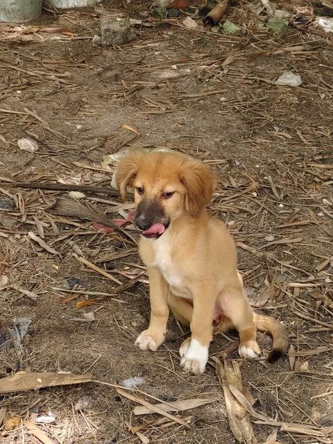 Shadow &amp; Leslie - Mixed Breed Dog