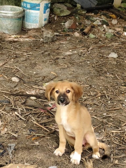 Shadow &amp; Leslie - Mixed Breed Dog