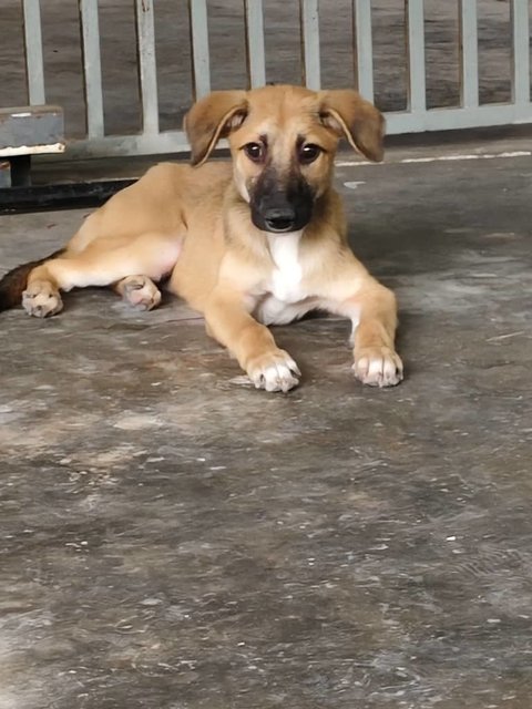 Shadow &amp; Leslie - Mixed Breed Dog