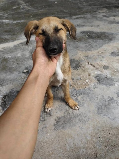 Shadow &amp; Leslie - Mixed Breed Dog