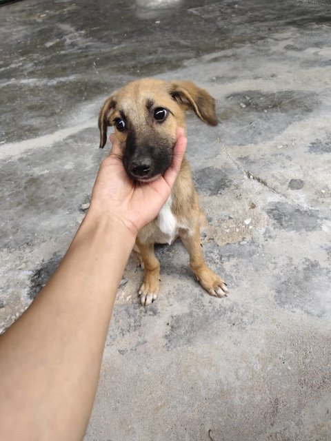 Shadow &amp; Leslie - Mixed Breed Dog