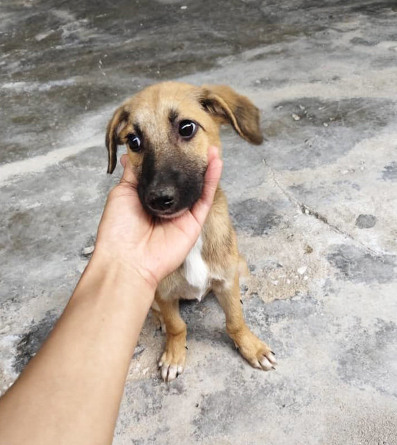 Shadow &amp; Leslie - Mixed Breed Dog