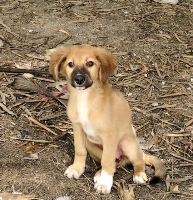 Shadow &amp; Leslie - Mixed Breed Dog